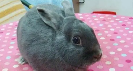 银狐兔哪里有的卖？途径还蛮多的哦~