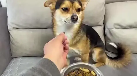 养狗知识:扒一扒狗要吃狗粮的原因 养狗知识:扒一扒狗要吃狗粮的原因