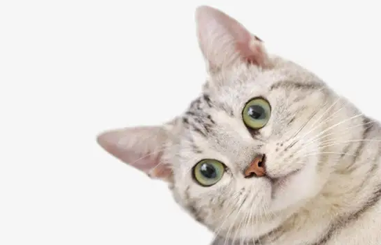 猫咪们都喜欢的逗猫棒，看这里