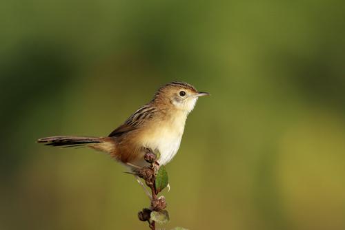 棕鹨莺的饲养秘诀有些？那就快来看看这篇喂养指南吧！