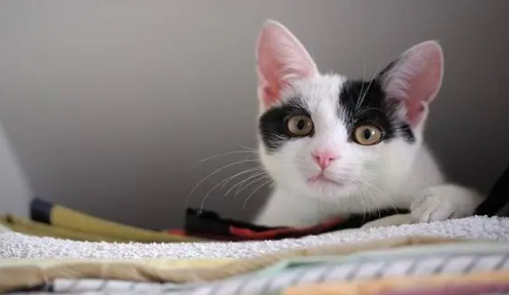 养猫不需要买猫窝，因为猫咪最爱睡觉的地方不是猫窝