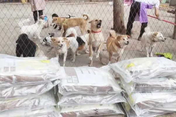 派摩2021献爱心公益活动，给资阳市的流浪动物一个温馨的家