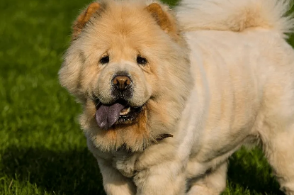 松狮有体臭怎么办？看这边你就知道了！