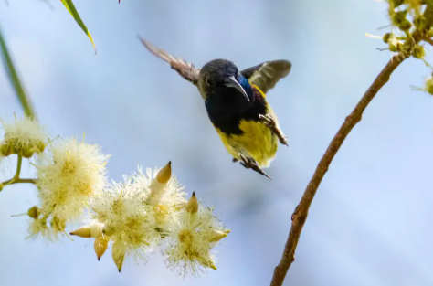 铜喉花蜜鸟有什么特点？感兴趣的了解一下吧！