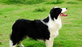 一文详解：边境牧羊犬平日注意事项及养法