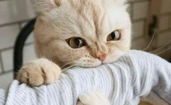 为什么猫咪咬人越打他越咬？可能是这三种原因