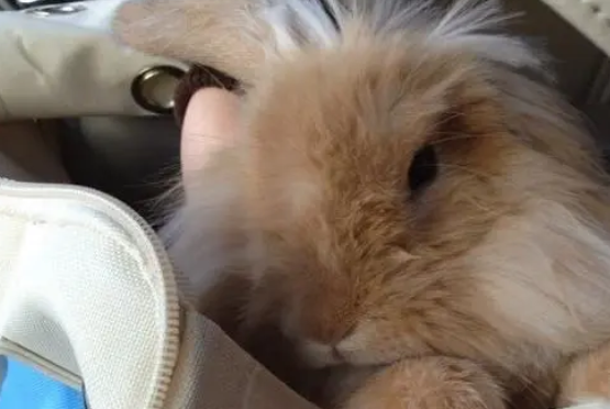 一文解析香槟兔的性格特点！