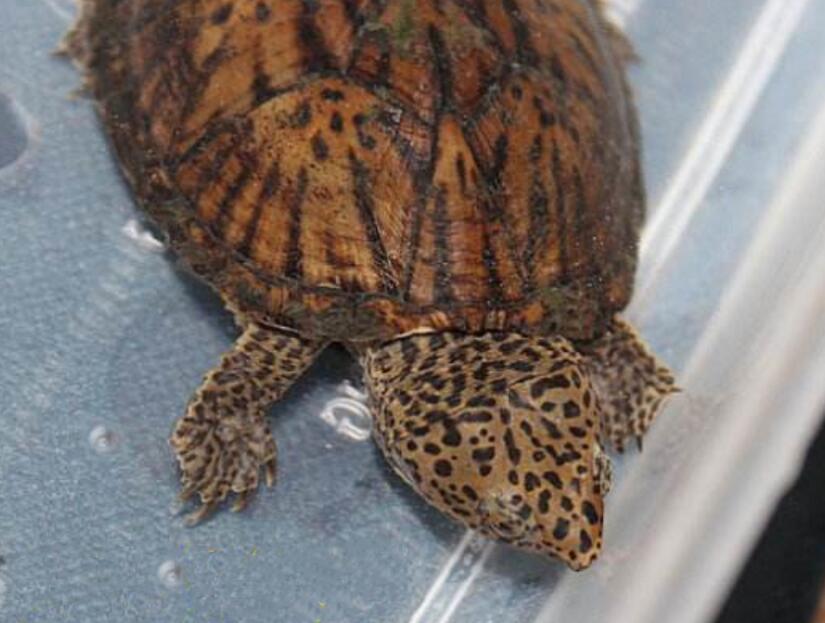 不吃鱼的黄肚红耳龟，后来都怎么样了？