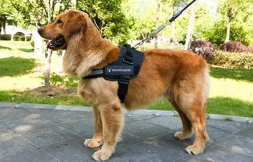 宠物牵引绳的粗细你选对了吗？来看看