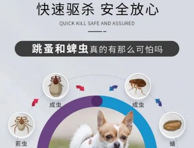 狗狗身上有跳蚤怎么处理?12周长效的贝卫多了解一下 狗狗身上有跳蚤怎么处理?12周长效的贝卫多了解一下