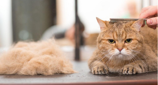 宠物剪毛散热是否正确,一起来瞧瞧 宠物剪毛散热是否正确,一起来瞧瞧