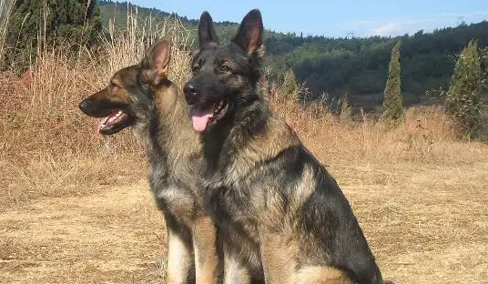 昆明犬怎么看纯不纯？技巧在这里！