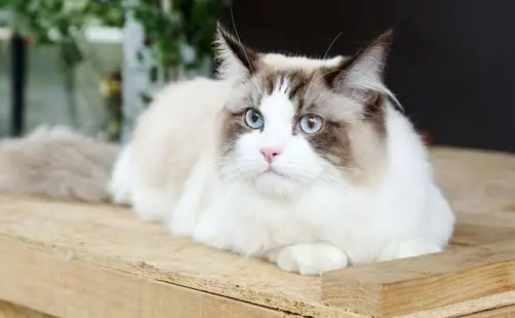 养了布偶猫之后你是否后悔过,说说我的想法 养了布偶猫之后你是否后悔过,说说我的想法