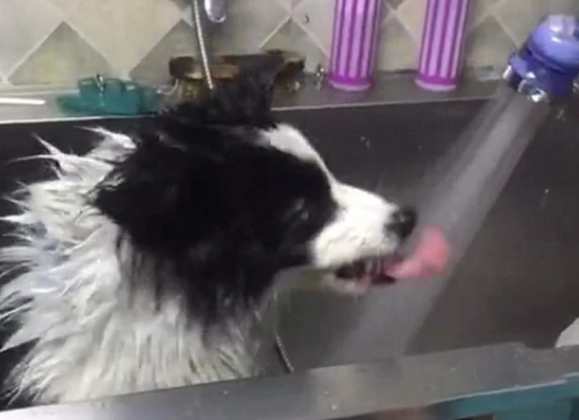 边牧几个月可以洗澡？不知道的来了解一下