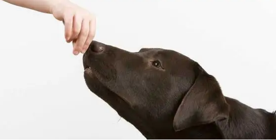 狗的嗅觉范围是多少？你真的知道吗？