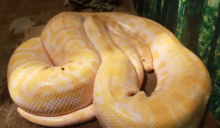 黄金蟒会攻击人吗？答案令人意外！