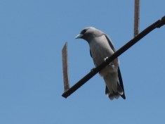 鹞鹰——不输老鹰的鸟届猛禽