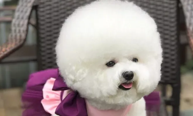 没剪过胎毛的比熊毛是直的吗?想知道的看这里 没剪过胎毛的比熊毛是直的吗?想知道的看这里