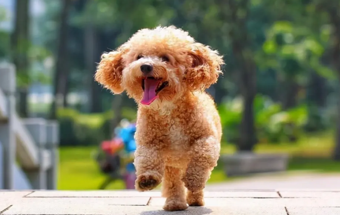 泰迪有大小大，主人不必过于担心