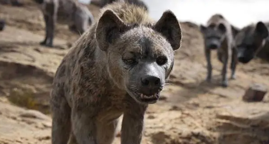 狮子王里那个叫什么狗?看完这篇文章你就知道了 狮子王里那个叫什么狗?看完这篇文章你就知道了