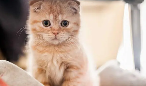 布拉迪益生菌猫咪怎么吃?猫咪吃益生菌有什么作用 布拉迪益生菌猫咪怎么吃?猫咪吃益生菌有什么作用