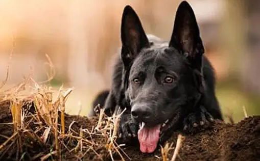 好奇大黑狗品种有哪些?这里有答案! 好奇大黑狗品种有哪些?这里有答案!