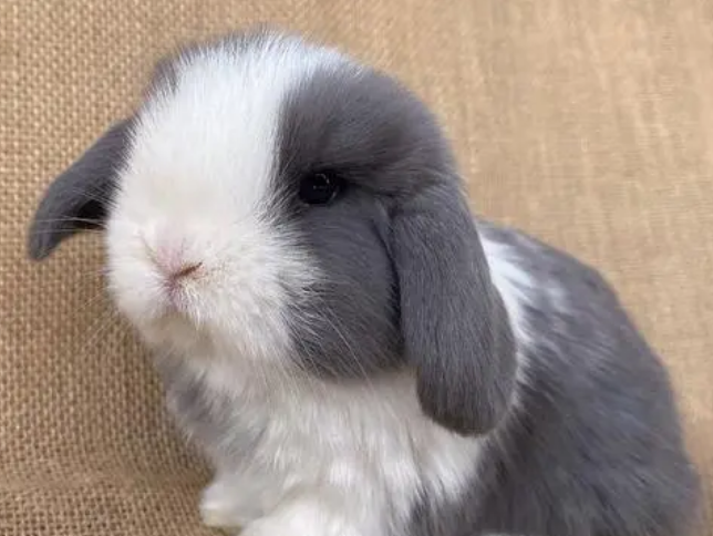 侏儒垂耳兔能长多大？来了解下吧