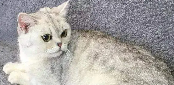 银渐层四个月尴尬期是什么意思？铲屎官们知道吗？