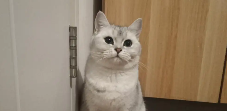 银渐层猫寿命一般多少年？我来告诉你答案！