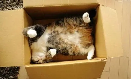 猫咪不愿意睡猫窝？是因为这5大原因