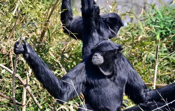 体型巨大的合趾猴，你们了解吗？