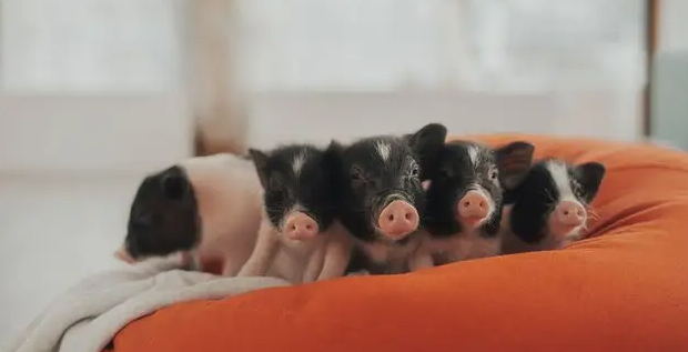 铲屎官带你了解：胡利亚尼猪在哪里买？