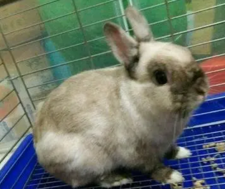 暹罗兔有多大，来看看这篇文章吧