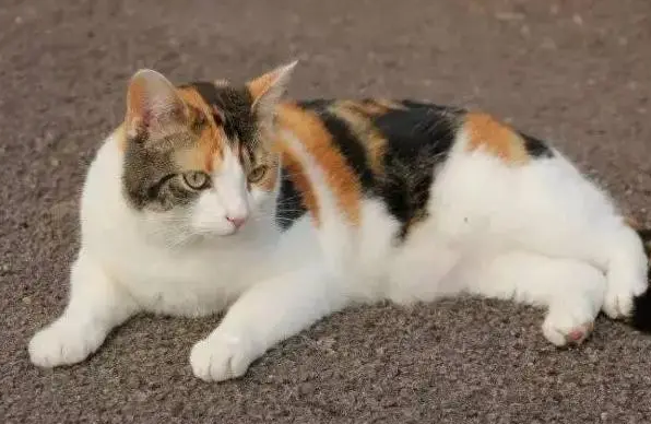 小公猫几个月开始长蛋蛋？想知道的看这篇文章！