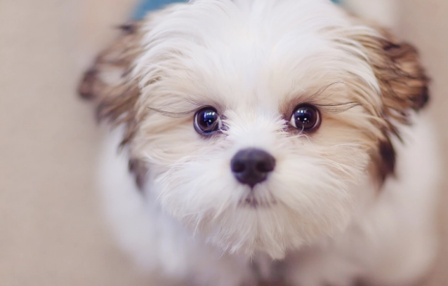 为什么狗窝里面很臭？主要是这几点原因