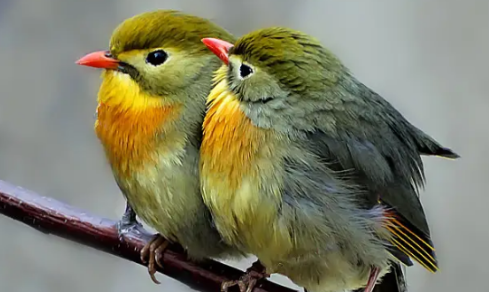 相思鸟是啥鸟？不了解的小伙伴快看过来~