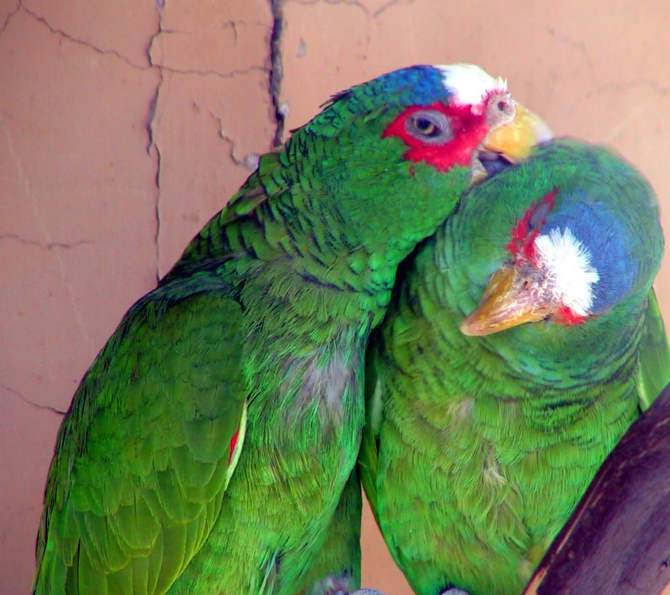 大揭秘！白顶亚马逊鹦鹉一日三餐都吃什么