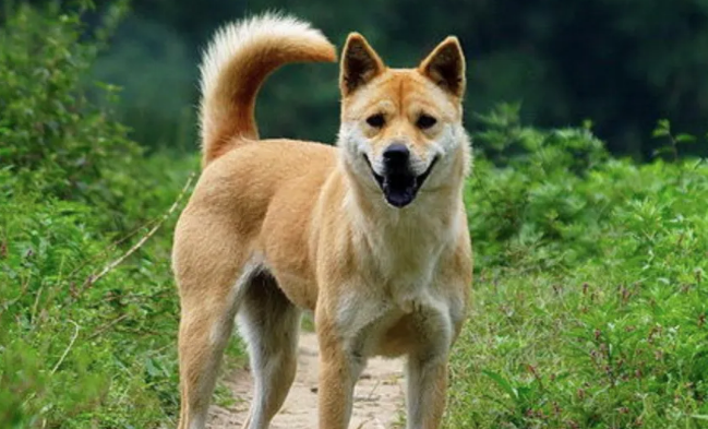 挑选土狗的方法和技巧都有哪些？一文教会你！