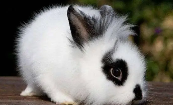 你们说，狮子头兔吃什么草？