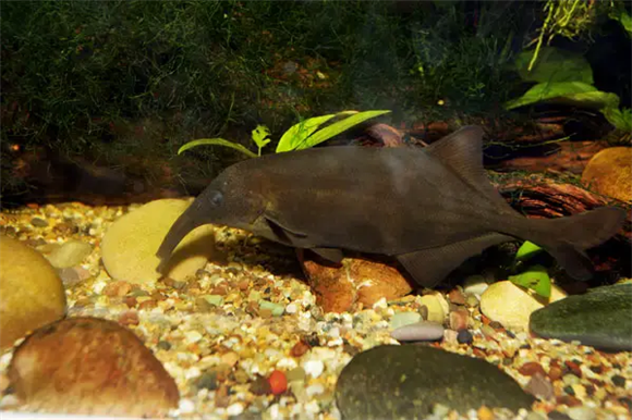 新手如何养好象鼻鱼？快来看