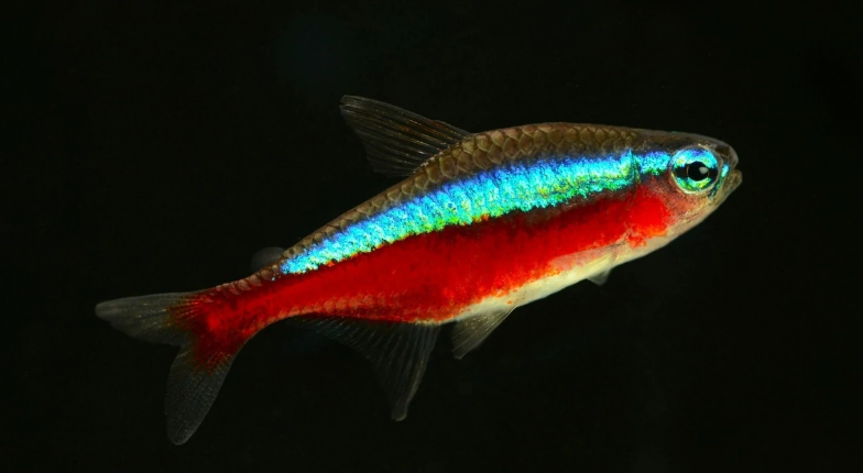 总过路过不要错过，这份红绿灯鱼喂养指南，新手赶紧码住！