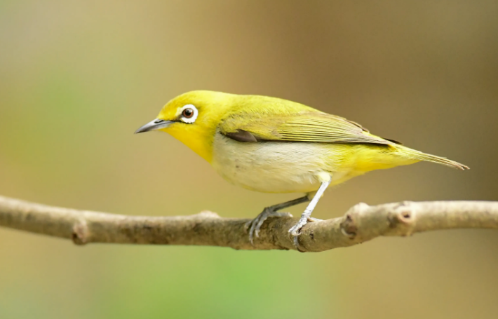 暗绿绣眼鸟吃小米吗？看看这篇文章