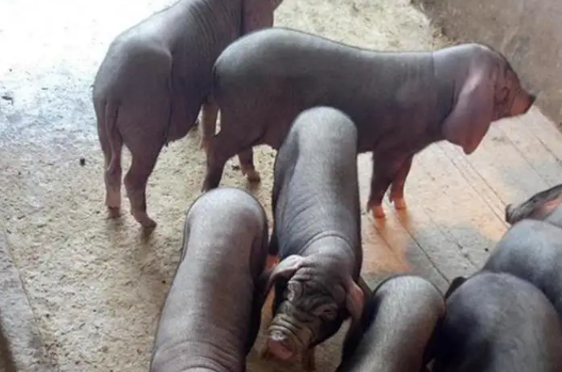 太湖母猪拉稀怎么办,有什么解决方法吗? 太湖母猪拉稀怎么办,有什么解决方法吗?