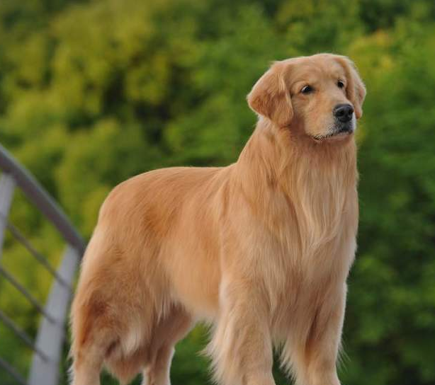 金毛品种分类有这些