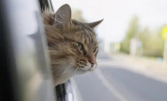 好奇大巴是否可以带猫？这里有你想要的答案！