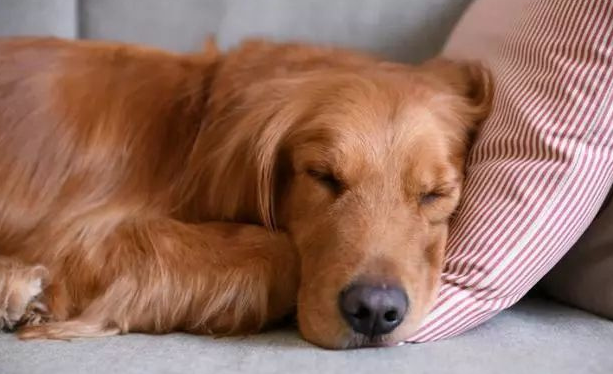 狗狗睡觉打呼怎么回事？主人需要重视