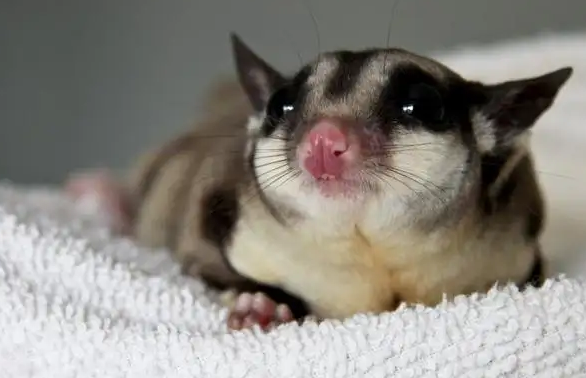 受欢迎的蜜袋鼯智商相当于几岁，你们知道吗？