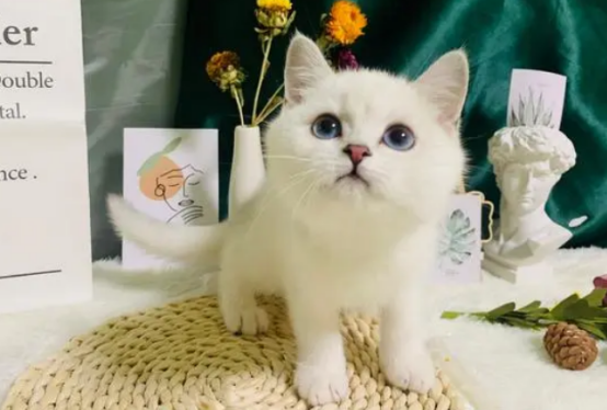 英短金点和银点的区别，原来这么简单~