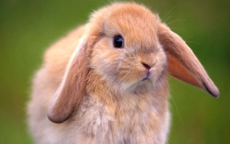 法国垂耳兔怎么分公母？来了解下吧