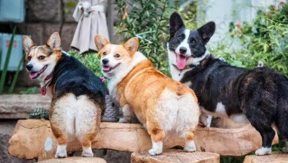 纯种与不纯柯基的对比，看完这篇文章你就明白了